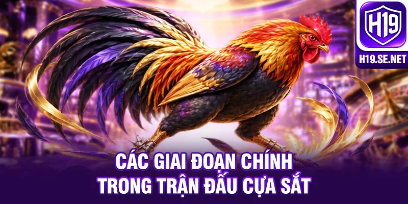 Các giai đoạn chính trong trận đấu cựa sắt