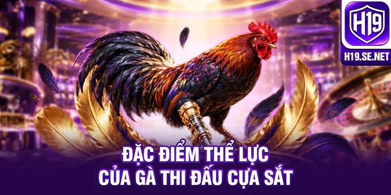 Đặc điểm thể lực của gà thi đấu cựa sắt